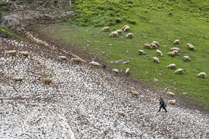 Georgia, Kakheti, Tusheti National Park, Alazani River Valley in the mountains of Pirikiti, shepherd and his flock of sheep