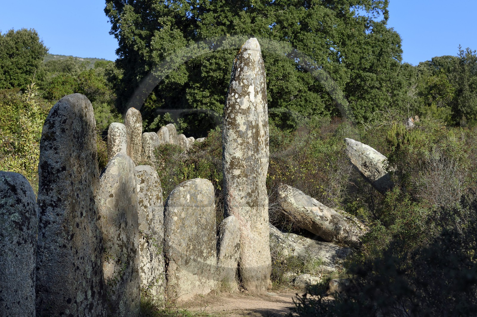 France, Corse-du-Sud (2A), Sartène, alignements de menhirs de Palaggiu (Pagliaju), dressés entre 1900 et 1000 avant Jésus-Christ, avec ses 258 menhirs, c'est le plus important de Méditerranée