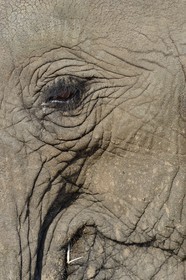 Zimbabwe, Midlands Province, Gweru, Antelope Park, African elephant (Loxodonta africana)