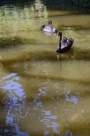 Portugal, région de Lisbonne, Sintra, classée Patrimoine Mondial de l'UNESCO, parc du Palais national de Pena (Palacio Nacional da Pena), Cygne noir (Cygnus atratus)