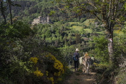 France, Haute-Loire (43), Goudet, Beaufort castle built around 1200 overlooks the Loire Valley, hiking with a donkey on the Robert Louis Stevenson Trail (GR 70), randonnée avec un âne sur le chemin de Stevenson (GR 70) et le chateau de Beaufort en arrière plan