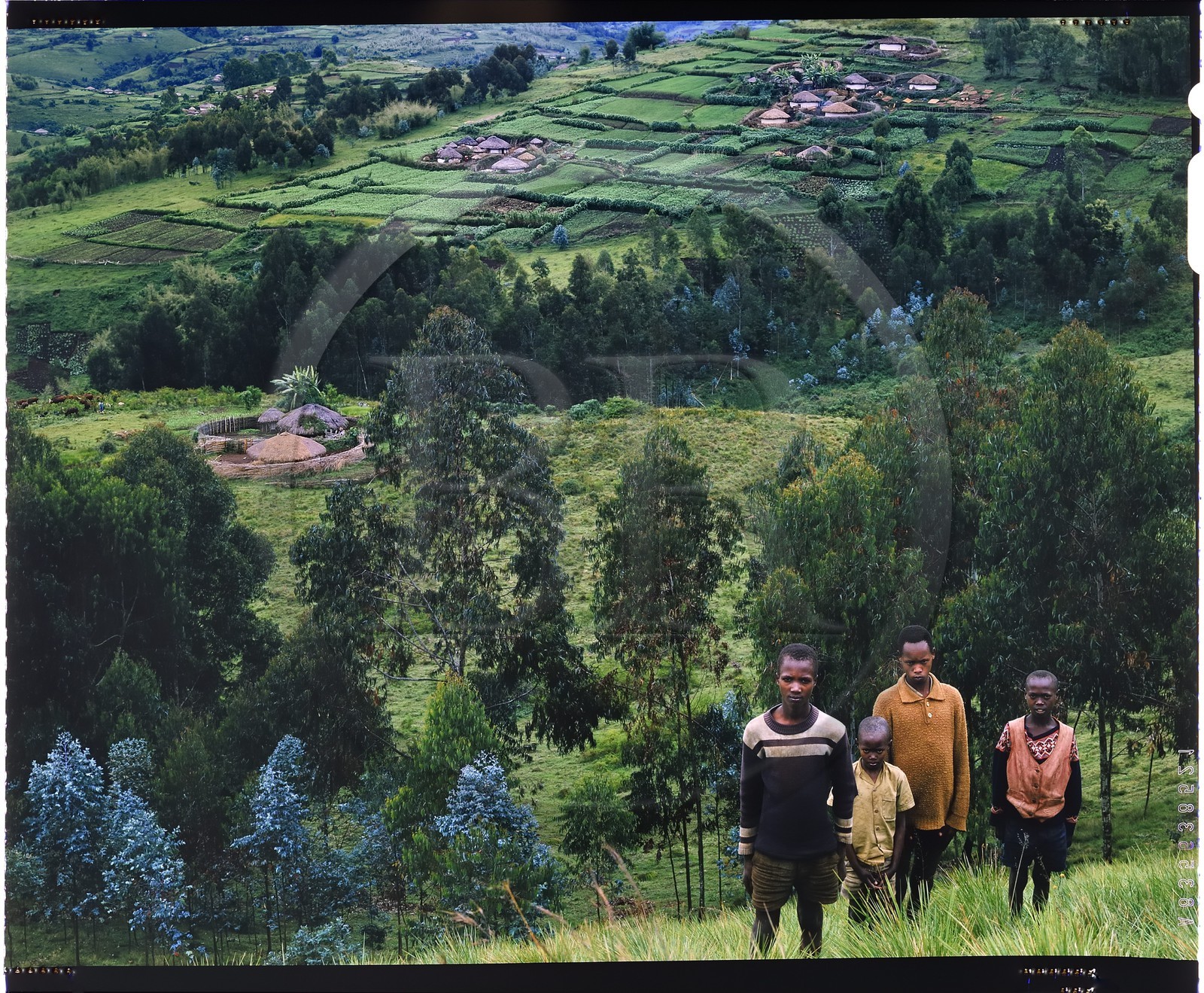 Burundi, province de Bujumbura, région d'Ijenda, groupe d'enfants Tutsi, l'habitat est dispersé au hasard des collines ce qui confère aux paysages du Burundi un aspect très particulier, on distingue des plantations de thé autour des rugos (reproduction plan-film inversible 4x5)