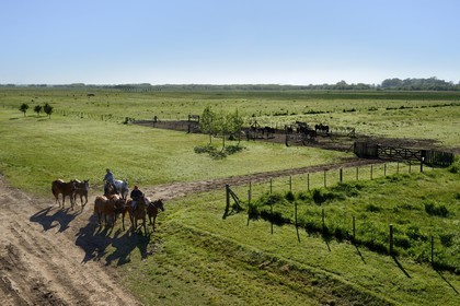 Argentina, Buenos Aires Province, San Antonio de Areco, estancia La Bamba de Areco, back to the stables for the polo horses