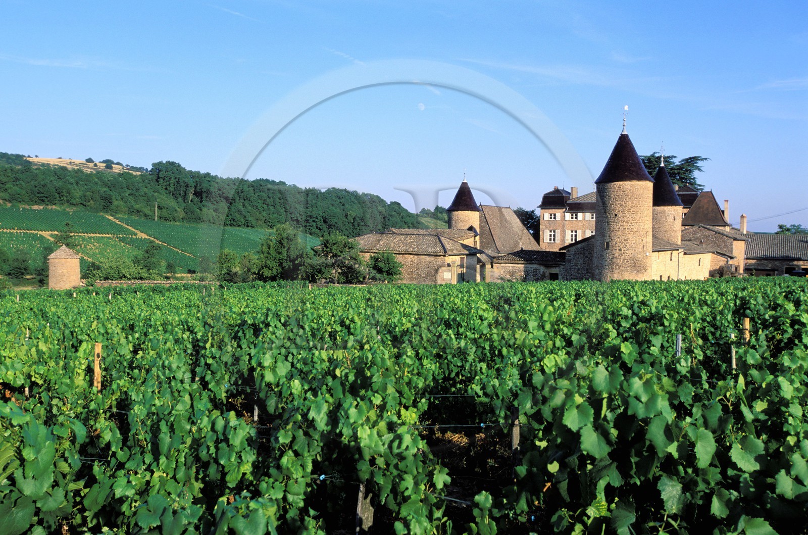 France, Saône-et-Loire (71), le château de Chasselas entouré par les vignes