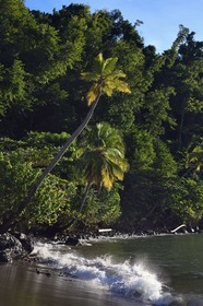 Caraïbes, Ile de la Dominique, Toucari Bay au nord de Portsmouth