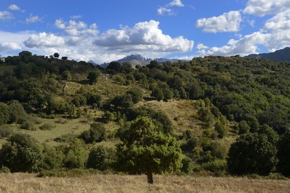 France, Haute Corse, Balagne, the Giussani valley, the village of Olmi-Capella