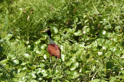 Nicaragua, Ile d'Ometepe réserve mondiale de Biosphère sur le lac Nicaragua, marais le long du Rio Istian, Jacana du Mexique (Jacana spinosa)