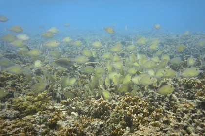 France, Ile de la Reunion, Côte Ouest, Saint-Gilles-Les-Bains (commune de Saint-Paul), le récif corallien du lagon de l'Ermitage et de La Saline-Les-Bains (vue sous-marine)
