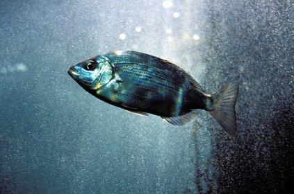 France, Finistère (29), Brest, Océanopolis, musée de la mer