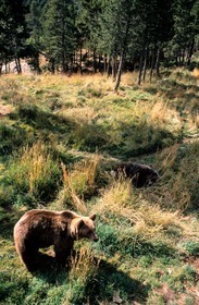 France, Pyrenees Orientales, brown bear of the Pyrenees to the animalist park of les Angles in the Capcir