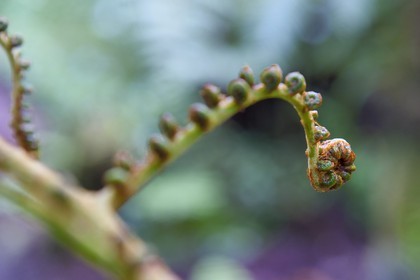 France, Ile de la Reunion, Saint Benoit, Parc national de La Reunion, classé Patrimoine Mondial de l'UNESCO, foret de Bébour, fougères arborescentes sur le sentier de Bras Cabot