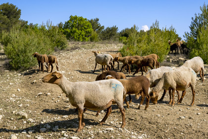 France, Vaucluse, Dentelles de Montmirail mountains, Crestet, flock of Mourérous sheep