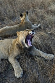 Zimbabwe, province des Midlands, Gweru, Antelope Park qui abrite ALERT (African Lion and Environmental Research Trust), jeune lion et lionne (panthera leo)