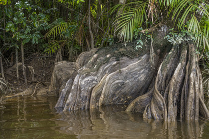 France, French Guiana, Kourou, Maripas camp in the rainforest, Pterocarpus officinalis with large undulating buttresses or moutouchi-marsh in Guyanese Creole in a creek, small river, tributary of the Kourou River