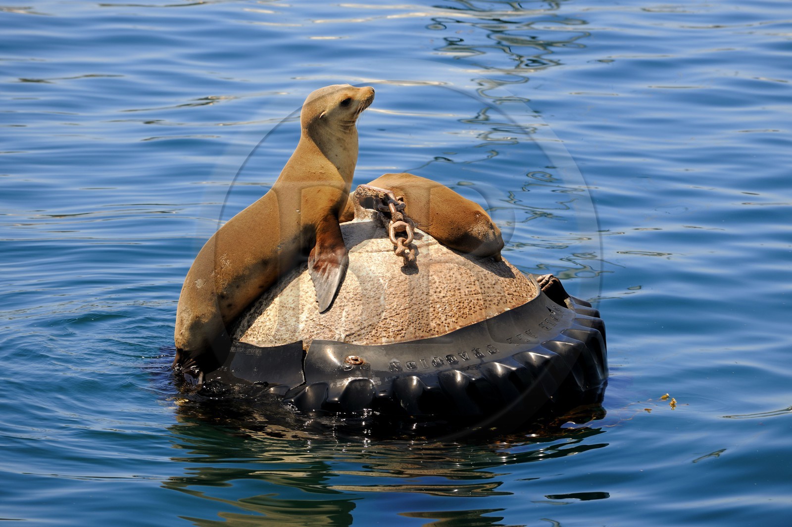 Etats-Unis, Californie, Otaries dans le port de Monterey