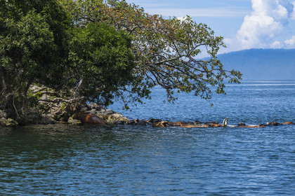 Rwanda, Province de l’Ouest, Karongi (anciennement nommée Kibuye), lac Kivu, troupeau de vaches nageant entre les ilots au large de Kibuye