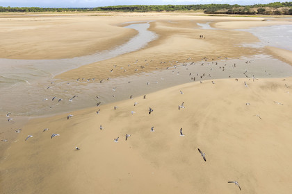 France, Vendée (85), Talmont Saint Hilaire, la Pointe du Payré, walkers and seagulls on the Veillon beach and estuary of the Payré river (aerial view)
