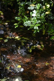 France, Ille-et-Vilaine, forest of Broceliande, the Aff river valley, holly (Ilex aquifolium)