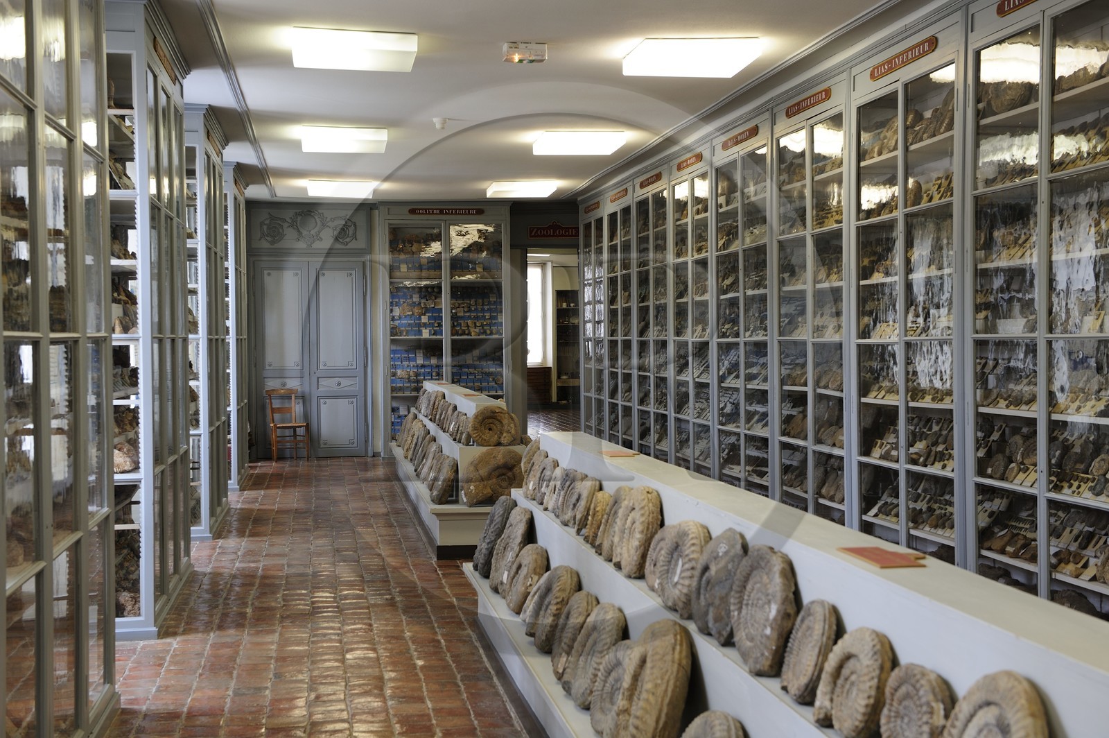 France, Côte d'Or (21), Semur-en-Auxois, le musée municipale (histoire naturelle)