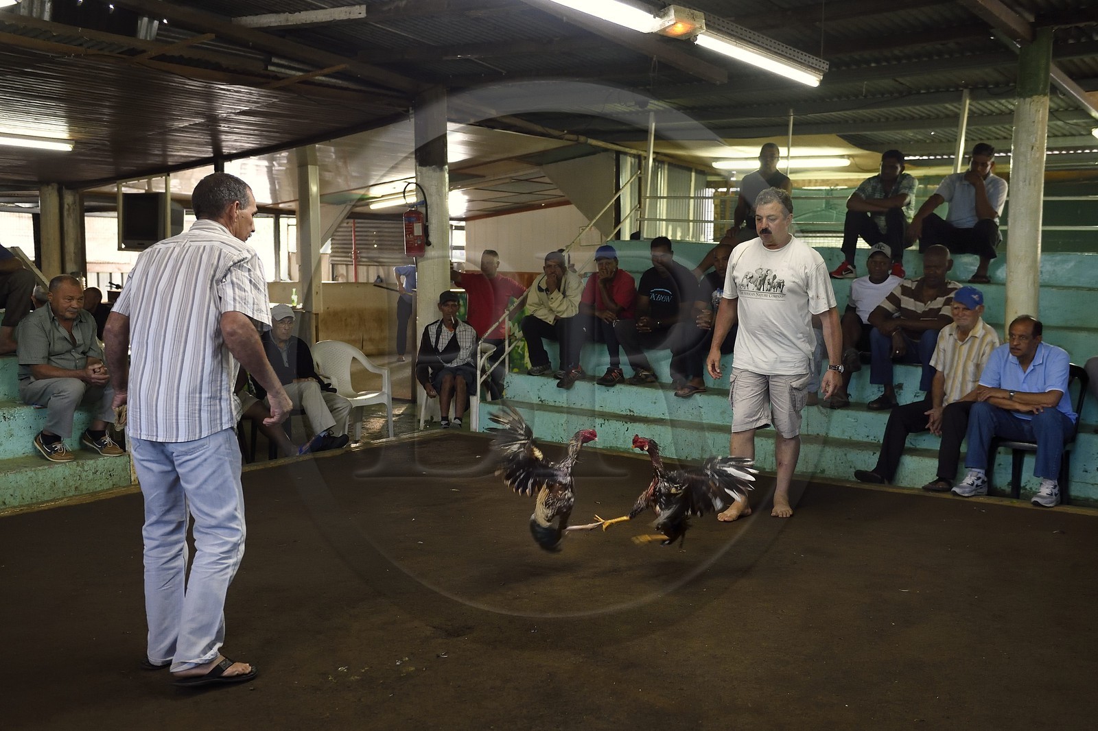 France, Ile de la Reunion, Petit Tampon, combat de coqs dans le Rond de Coq