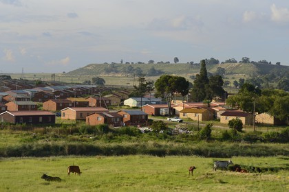 Afrique du Sud, province de Gauteng, Johannesburg, Soweto, le quartier d'Orlando dans le township, vaches destinées aux cérémonies d'enterrement