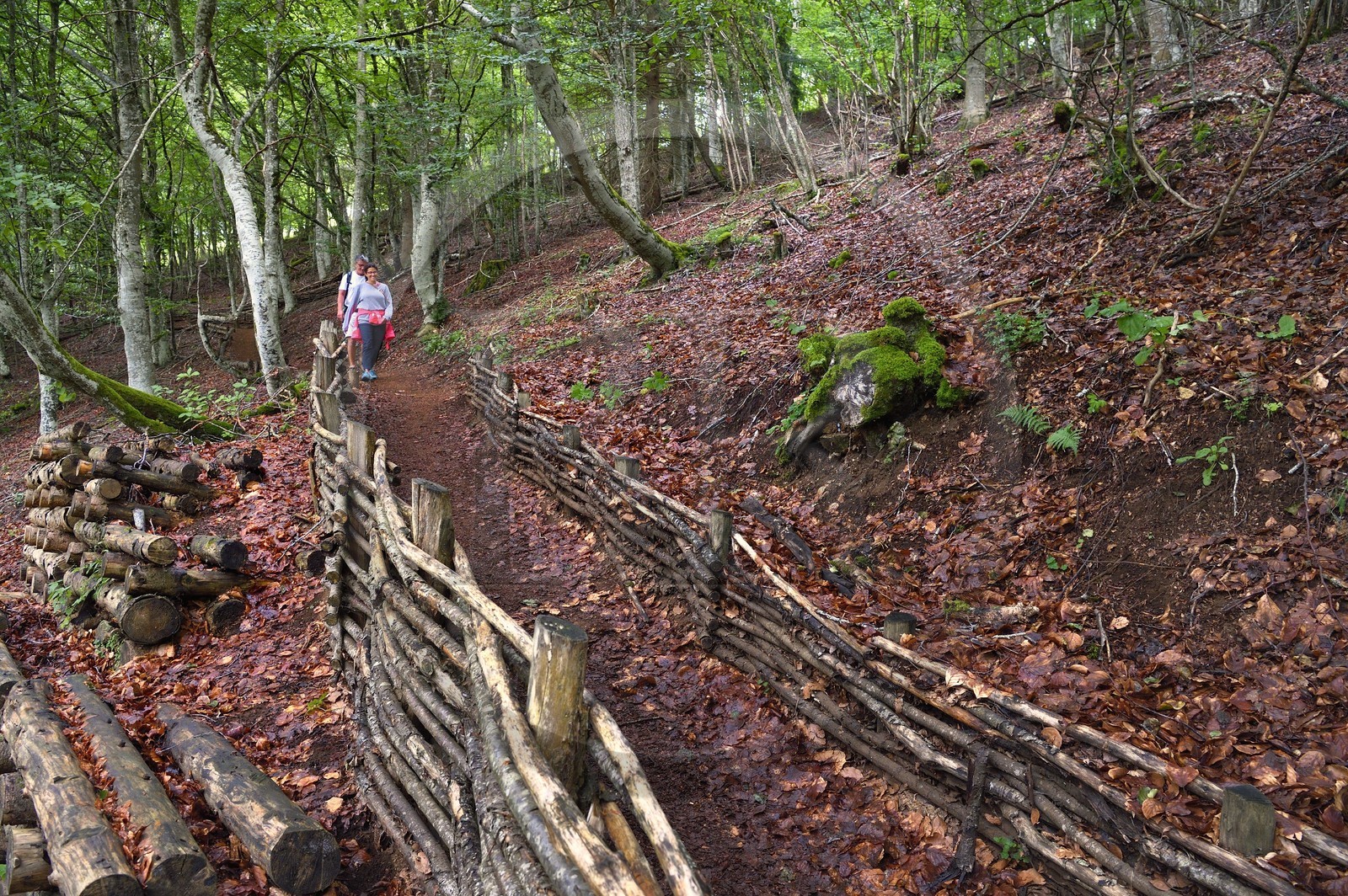 France, Puy-de-Dôme (63), Aydat, sur les pentes du volcan du Puy de Vichatel, Parc naturel régional des Volcans d'Auvergne sur le parcours Musette nature sentier de Vichatel, aménagements (gabion) créé par le parc pour les randonneurs