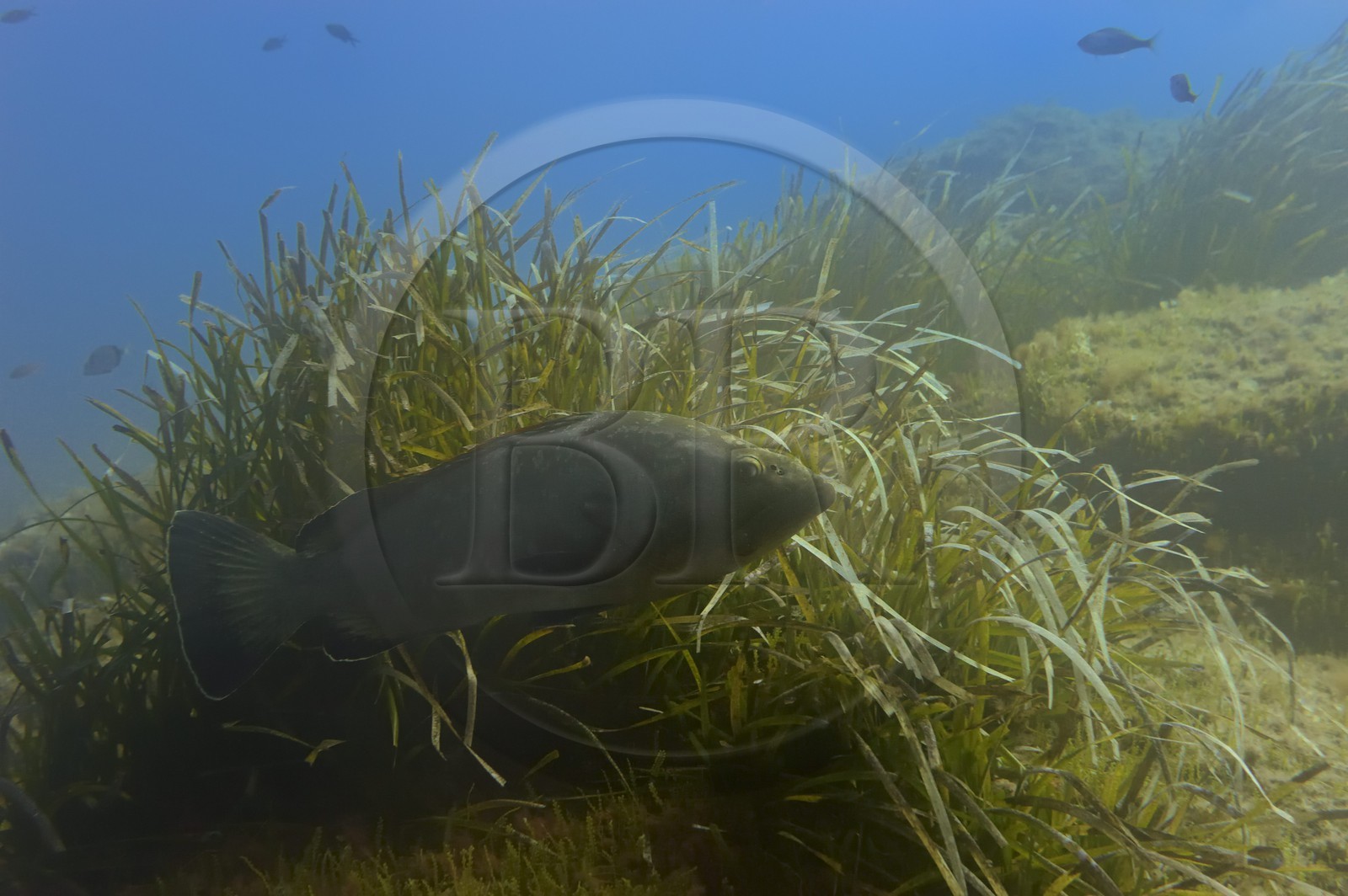 France, Var (83), Iles d'Hyères, parc national de Port Cros, Ile de Port-Cros, mérou vers l'Ilot de la Gabinière