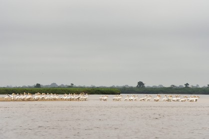 Gabon, Moyen-Ogooue Province, Lambaréné region, the Ogooue river, formation of pelicans on a sandbank