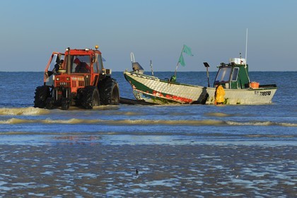 France, Seine-Maritime, Veules-les-Roses, fishing departure on board the boat La Pomme pulled by a tractor on the beach