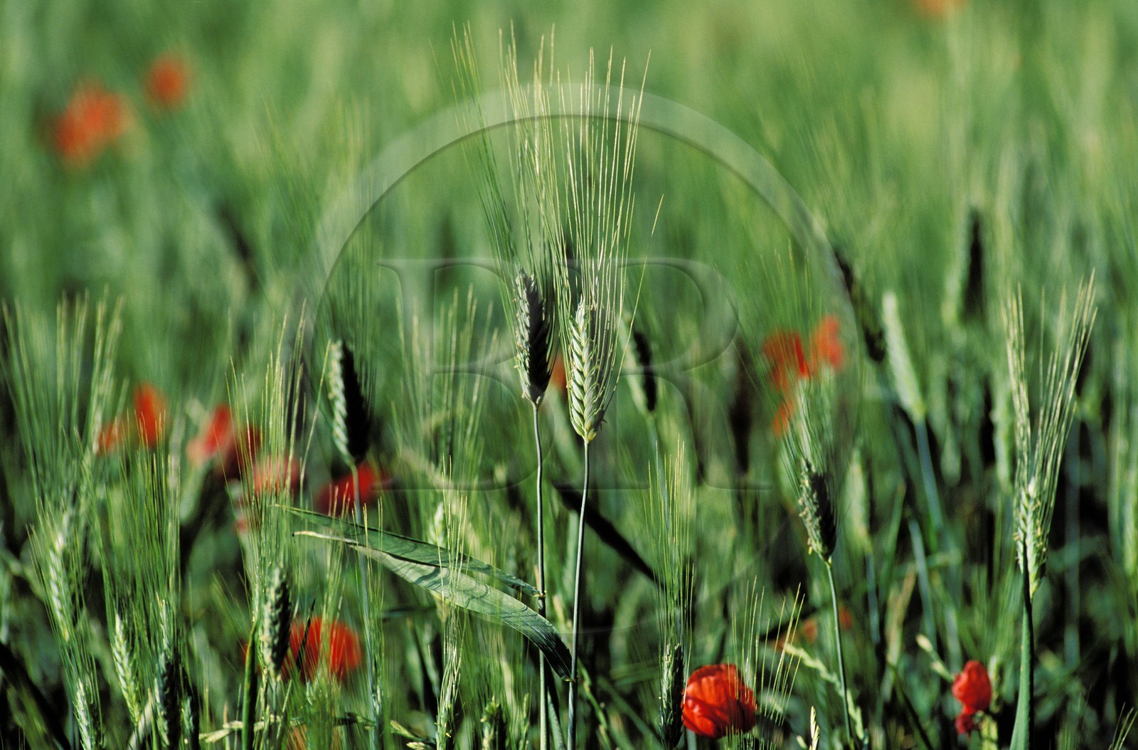 France, Hérault (34), des coquelicots au milieu des champs