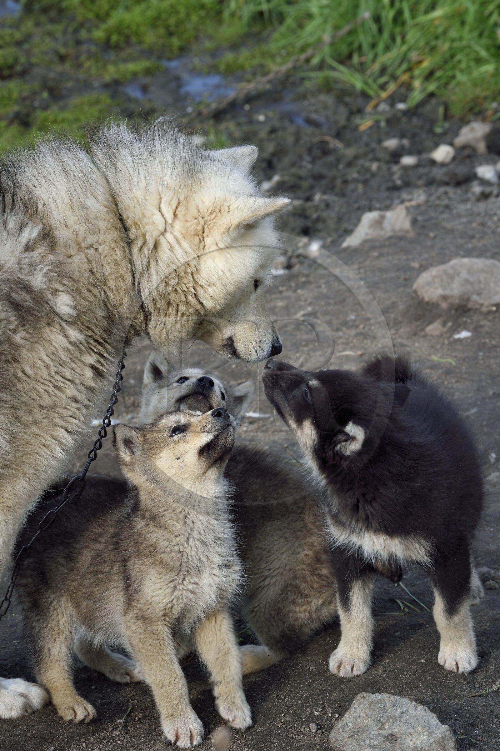 Groenland, cote ouest, baie de Baffin, Upernavik, jeunes chiens de traineau et leur mère