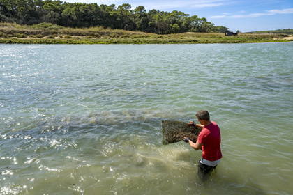 France, Vendée (85), Talmont Saint Hilaire, la Pointe du Payré, recovery of a bag of oysters in the mouth of the Payré river at high tide