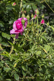 France, Alpes-Maritimes, Mouans-Sartoux, Gardens of the International Museum of Perfumery (Musée International de la Parfumerie - MIP), rose