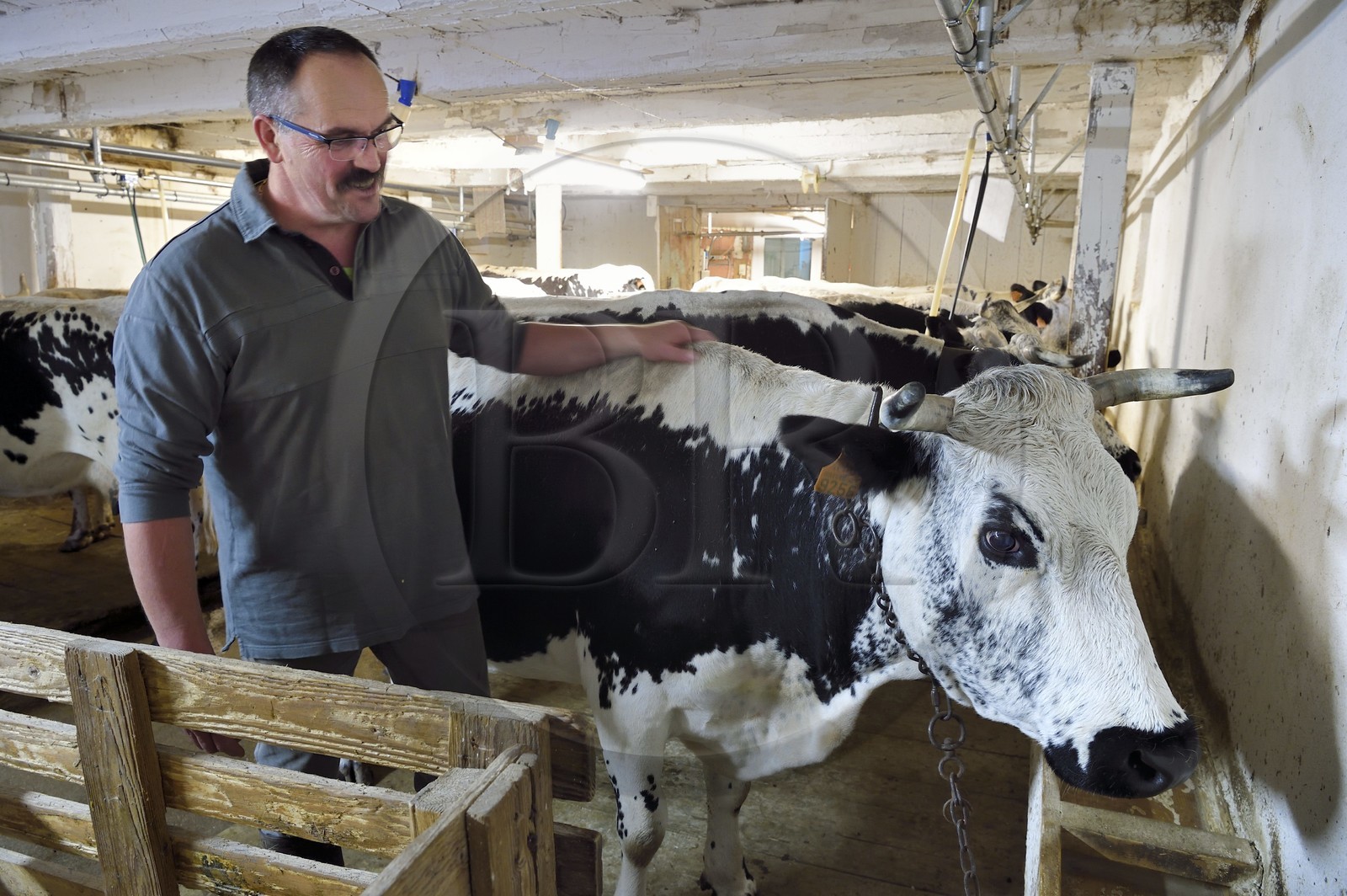 France, Haut-Rhin (68), Kruth, ferme auberge marcaire du Schafert, la traite des vaches vosgiennes