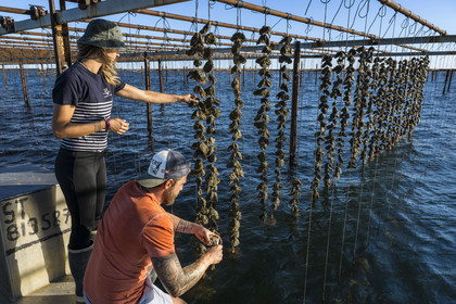 France, Herault, Etang de Thau, Meze, shellfish producers Quentin and Emmeline, suspension farming on ropes in the oyster bed