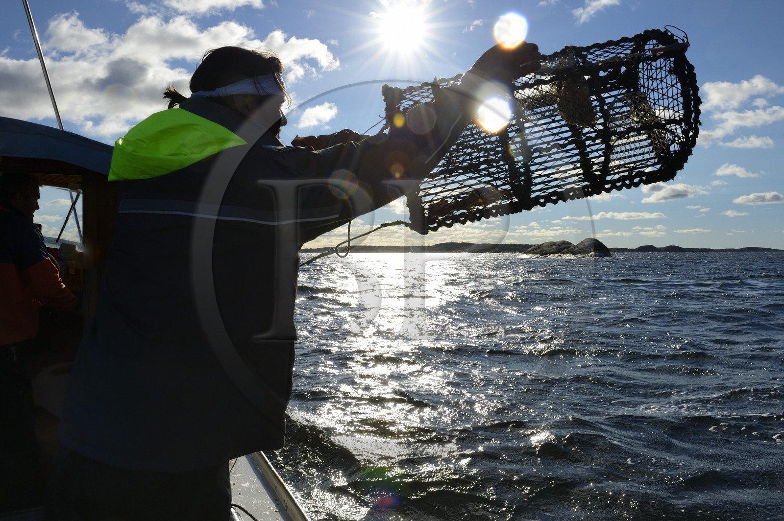 Suède, Västra Götaland, Iles Koster, sortie en mer pour récupérer les casiers à homards, le pêcheur rejette les casiers vide à la mer