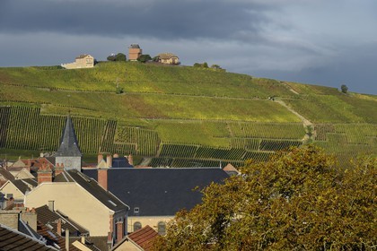 France, Marne, Parc Naturel de la Montagne de Reims (Natural Park of Montagne de Reims), Verzenay, Champagne vineyards