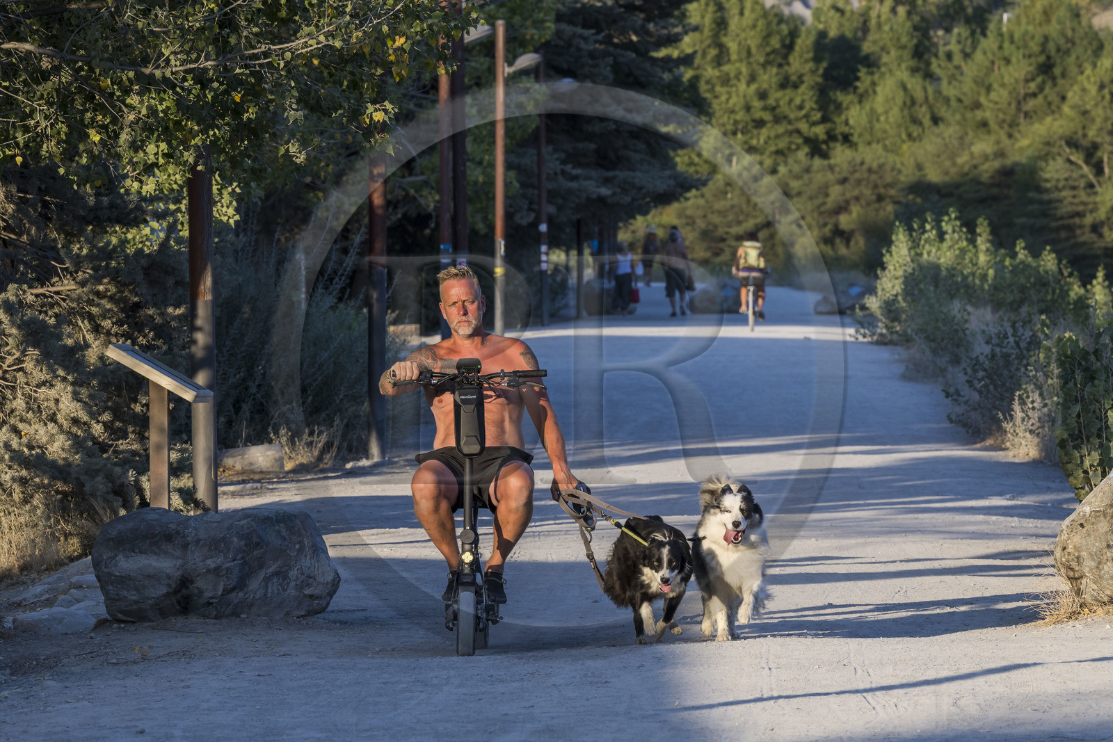 France, Hautes Alpes (05), Embrun, promeneur à trottinette électrique et ses chiens en bordure du lac