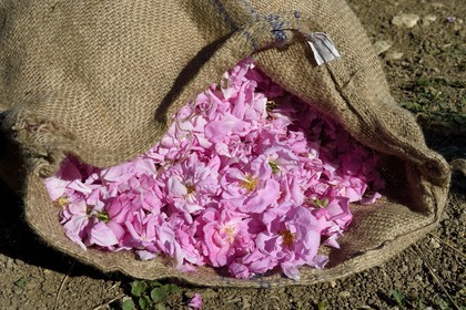France, Alpes-Maritimes, Grasse, Centifolia rose famous for its perfume