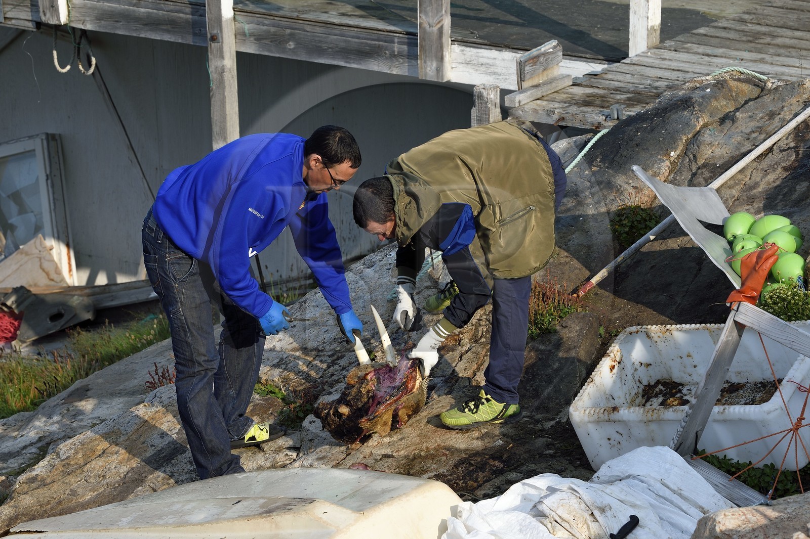 Groenland, cote ouest, baie de Baffin, Upernavik, chasseurs dépecant une tête de morse