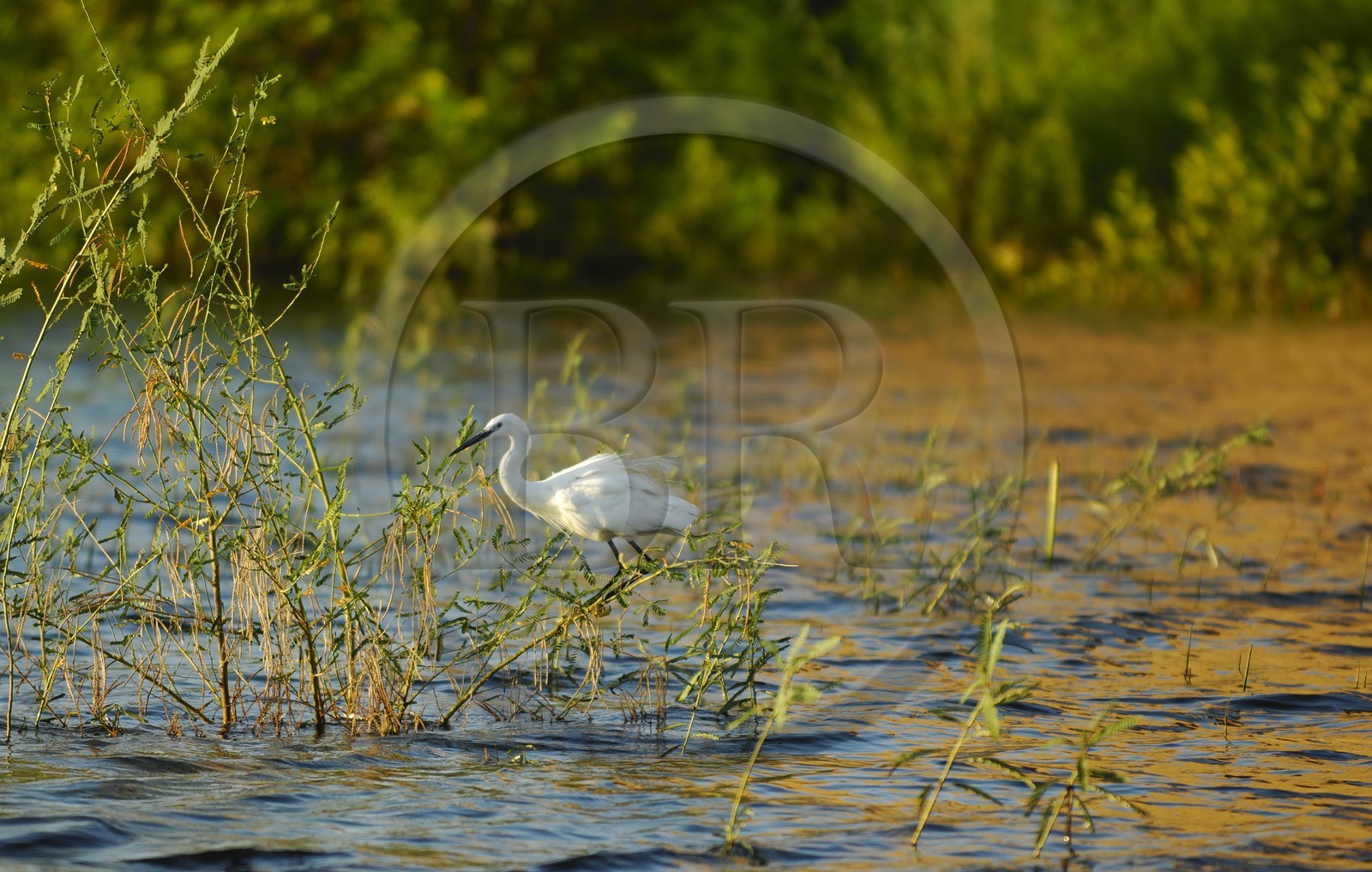 Egypte, Haute-Egypte, Nubie, vallée du Nil, Assouan, île d'Agilka, Philae, Aigrette garzette (Egretta garzetta)