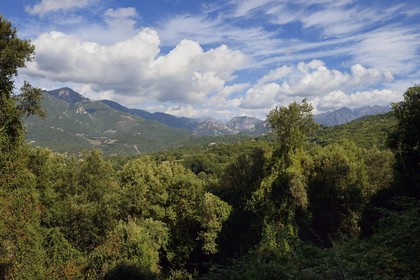 France, Corse du Sud, Prunelli river valley, the Eccica-Suarella forest