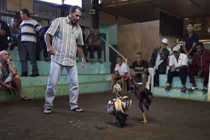 France, Ile de la Reunion, Petit Tampon, combat de coqs dans le Rond de Coq