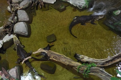 France, Paris, the Porte Doree Aquarium, crocodiles pit