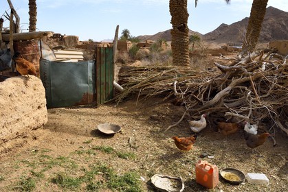 Iran, Province d'Ispahan, désert du Dasht-e Kavir, l'oasis d'Arousan dans la région de Khur et Biabanak, petit élevage de poules