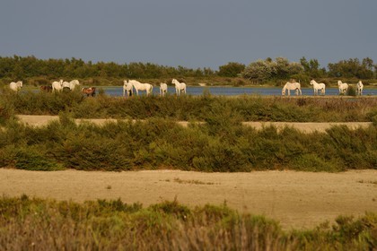 France, Bouches du Rhone, Parc naturel regional de Camargue (Regional Natural Park of Camargue), Vaccares pond, Camargue horse