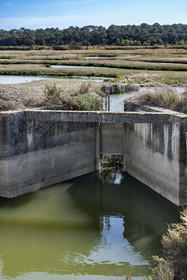 France, Vendée (85), Talmont Saint Hilaire, Guittière marshes in the hinterland of Pointe du Payré, gate which only allows fish to pass towards the marsh in one direction