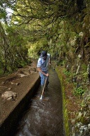 Portugal, Ile de Madère, randonnée dans La forêt de Rabaçal par la levada do Alecrim, un de ces innombrables canaux d'irrigation qui guident l’eau des hauts plateaux jusqu’aux terrasses cultivées du sud, le levadero Wilson Andrade entrain de curer la levada