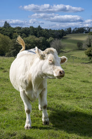France, Nievre, Regional Natural Park of Morvan, Millay, Les Prairies Gourmandes Farm, breeding of Charolais cows