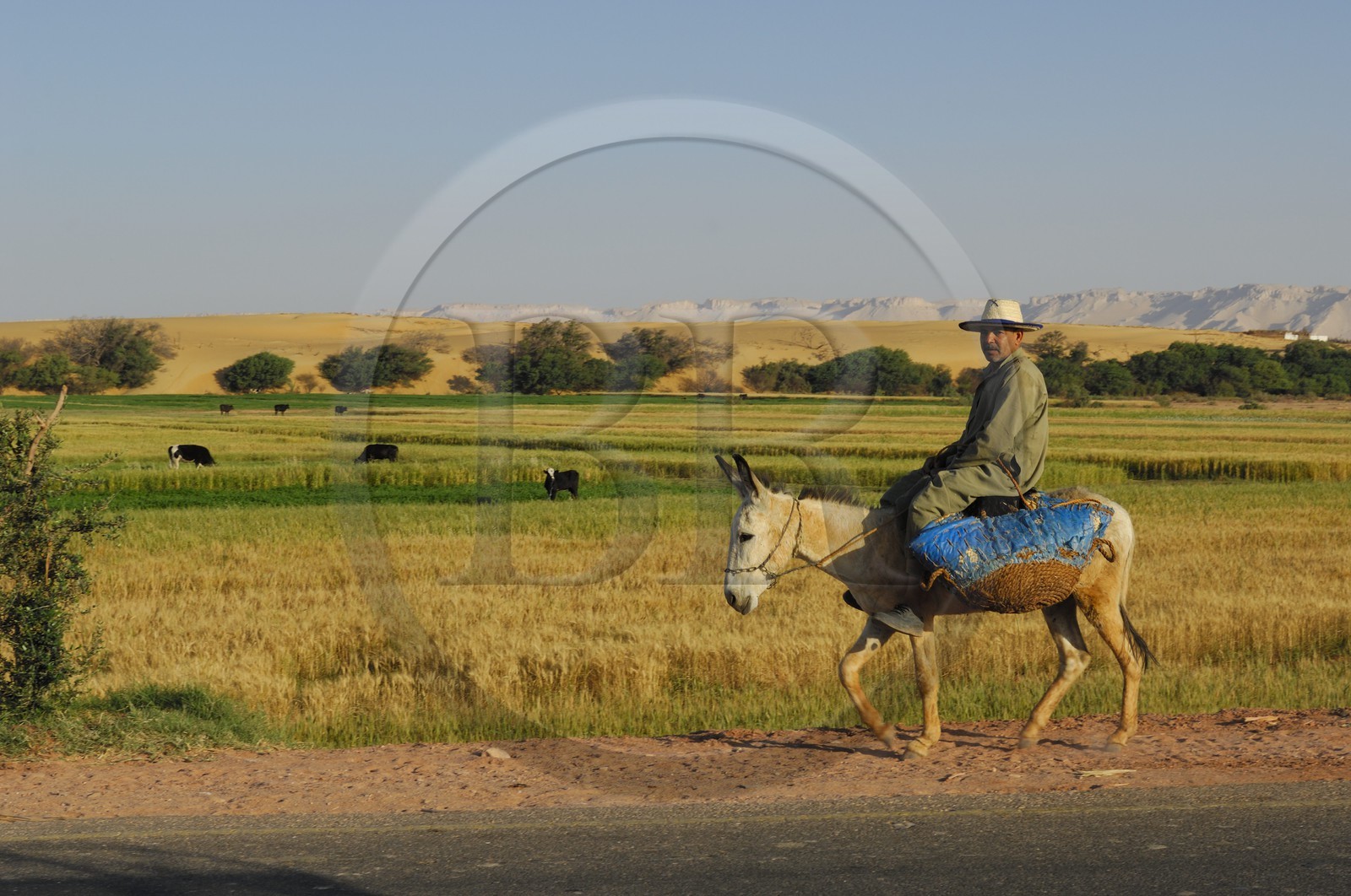 Egypte, désert libyque, oasis de Dakhla, travaux des champs